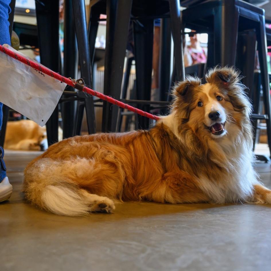 Hobo’s Healing Heart Photo