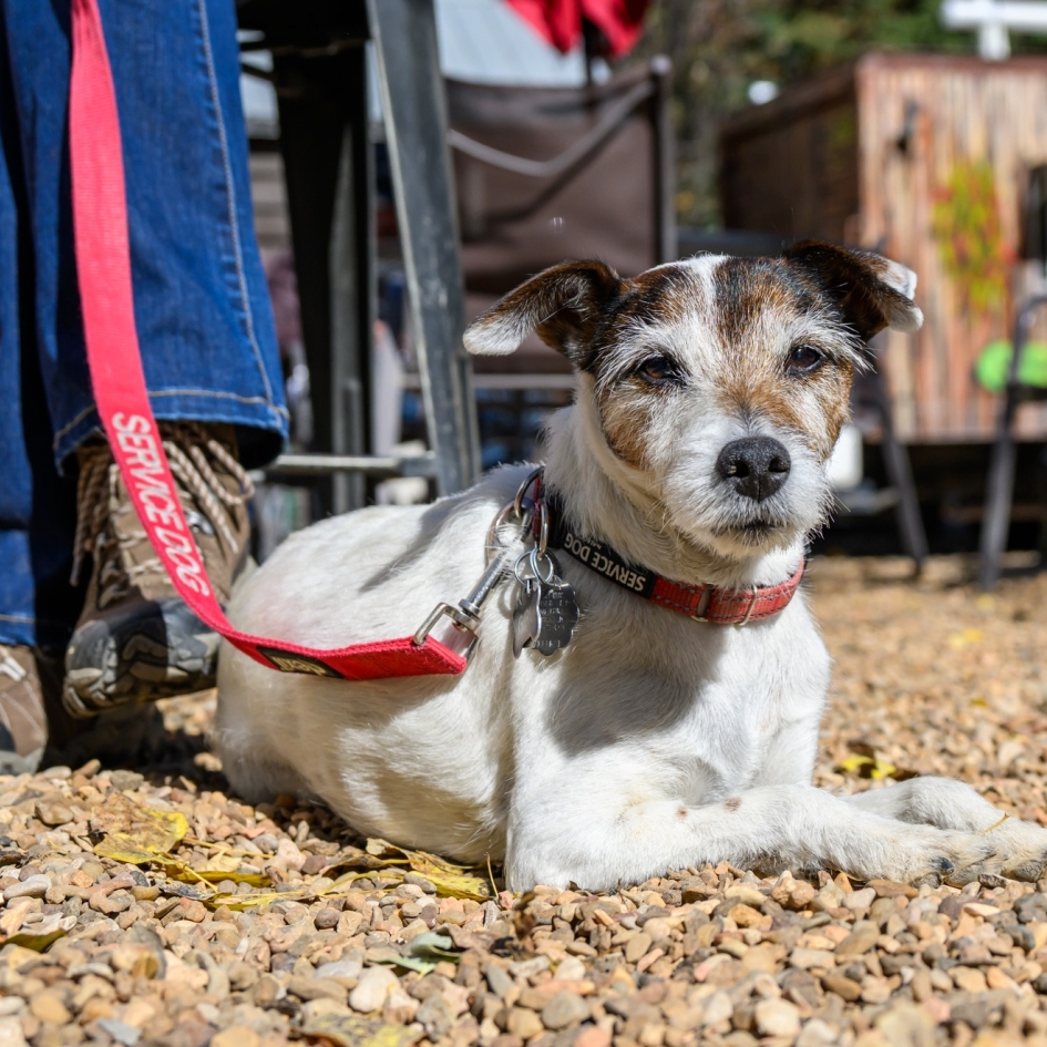 Hobo’s Healing Heart Photo