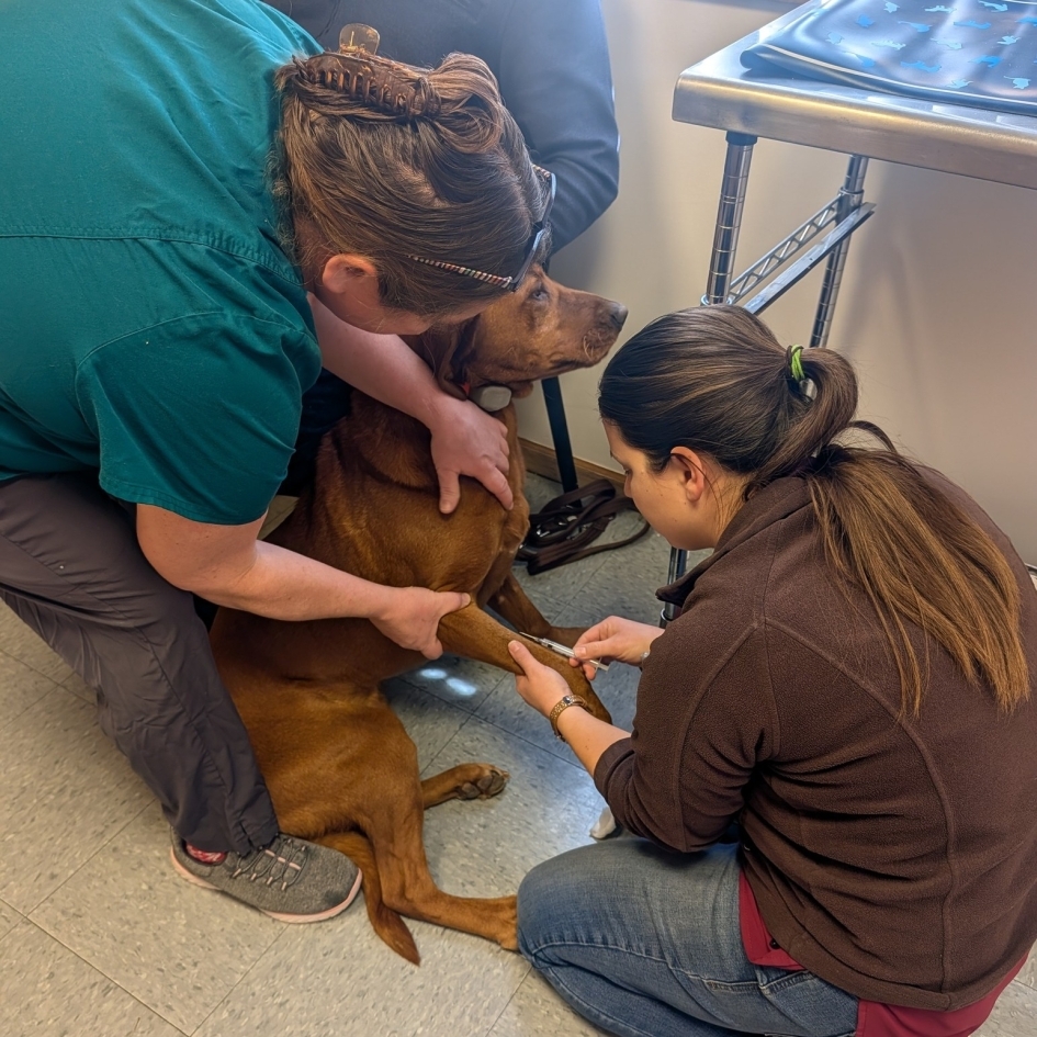 Sturgis Veterinary Hospital & Equine Center Photo
