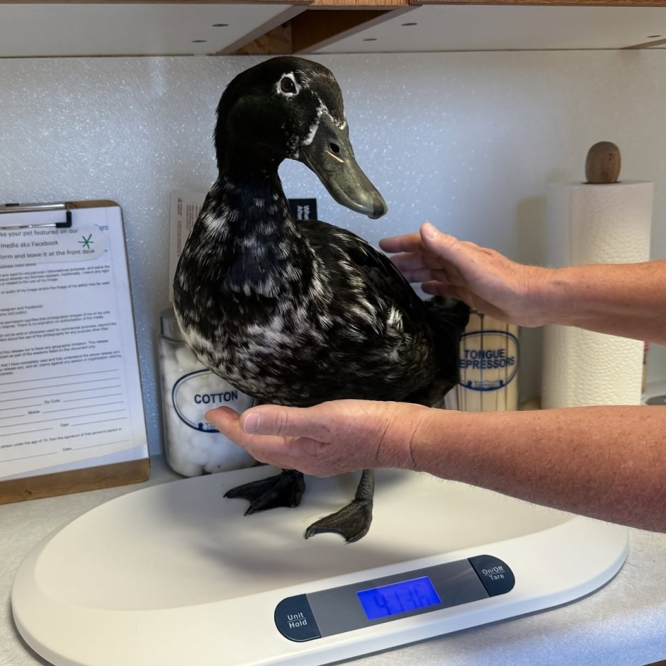 Sturgis Veterinary Hospital & Equine Center Photo