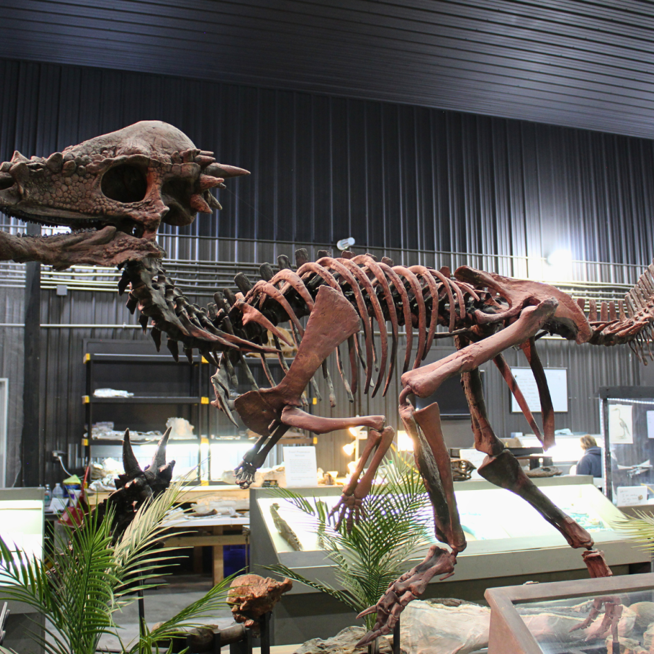 Dinosaurs of Hell Creek Museum Photo