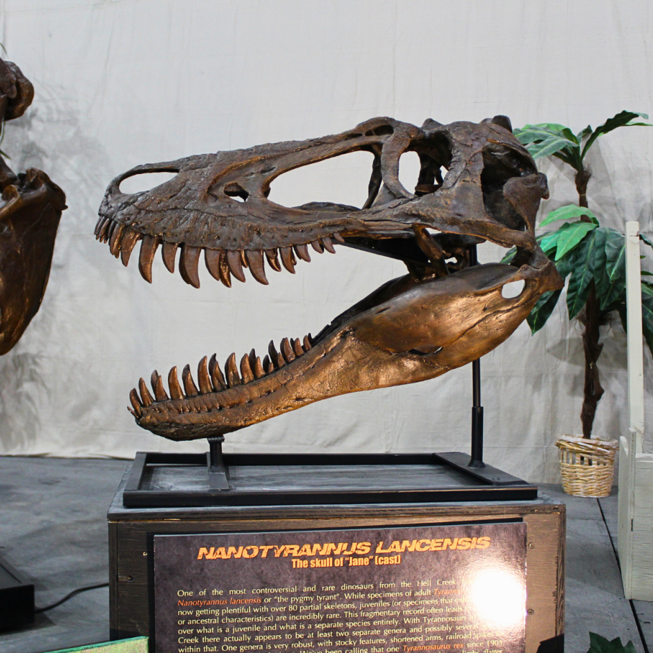 Dinosaurs of Hell Creek Museum Photo