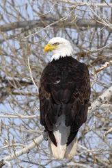 Gentle Eagle Garden of Scriptures Logo